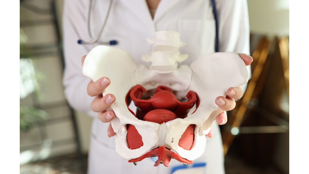 A doctor holds a model of the pelvis bone forward for the camera