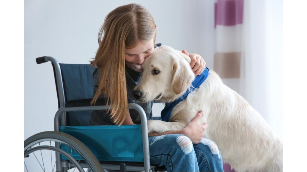 young girl in a wheelchair petting a golden labrador