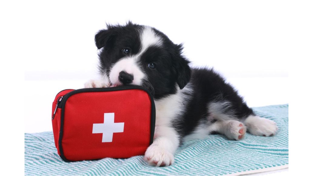 What Do You Need in Your First Aid Kit? (& Why)