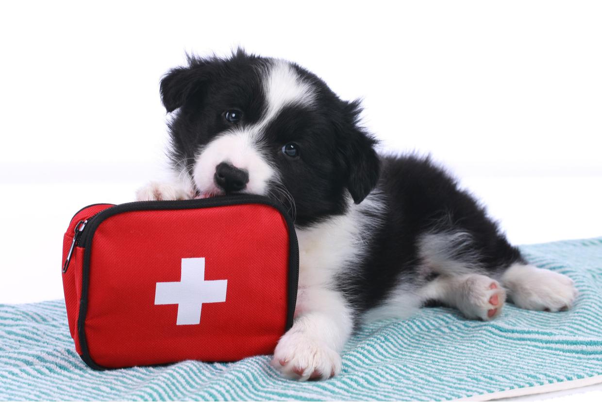 What Do You Need in Your First Aid Kit? (& Why)