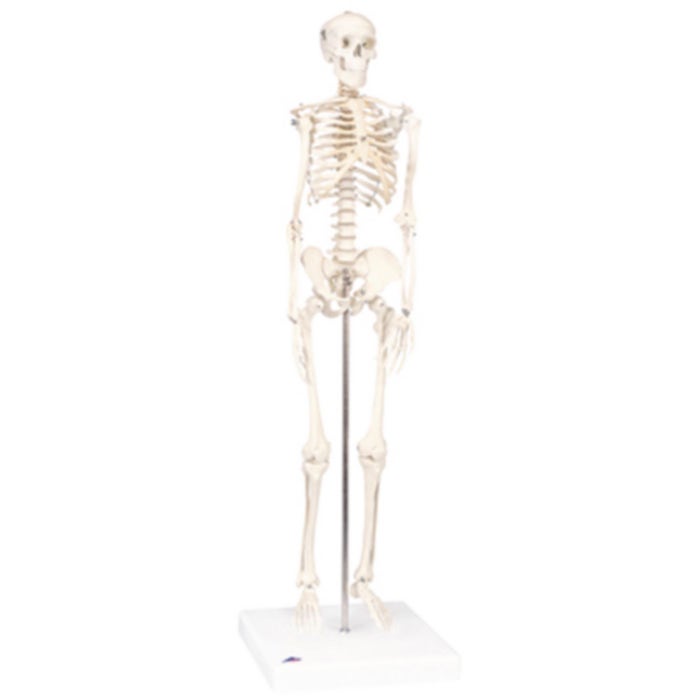 Mini Full Body Skeletal Anatomical Model | Performance Health