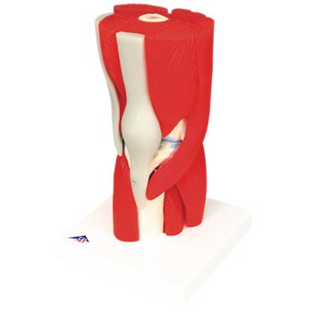 Anatomical Joint Models