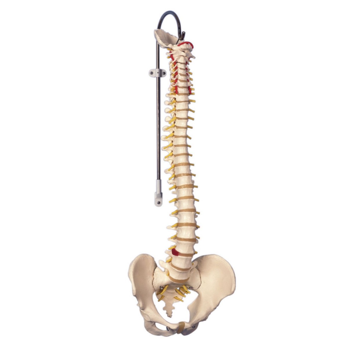 Classic Flexible Spine Model and Stand | Performance Health
