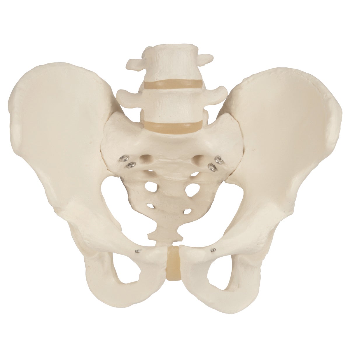 Male Pelvic Skeleton Anatomical Model | Performance Health