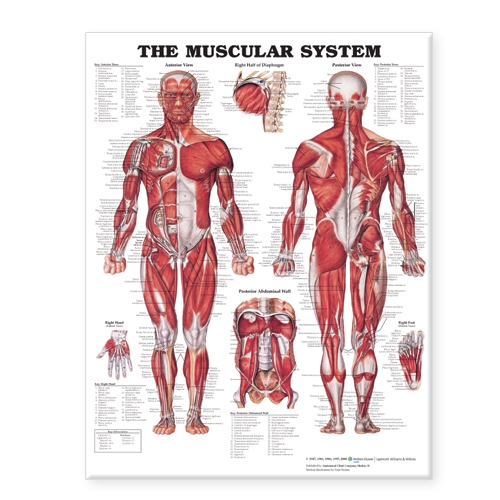 Muscular System Giant Chart – Detailed Human Anatomy Wall Chart ...