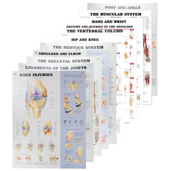 Anatomical Chart Series Performance Health