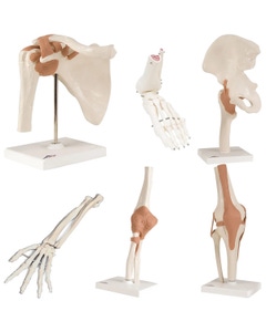 Anatomical Models