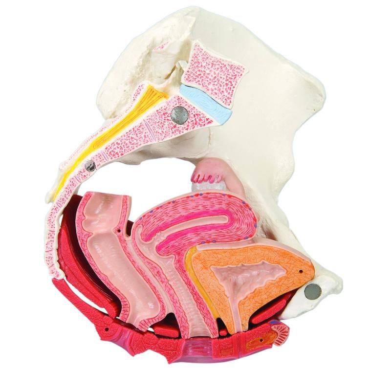 Female Pelvis Models