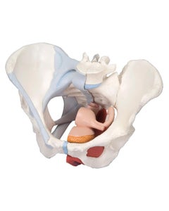 Female Pelvis Models