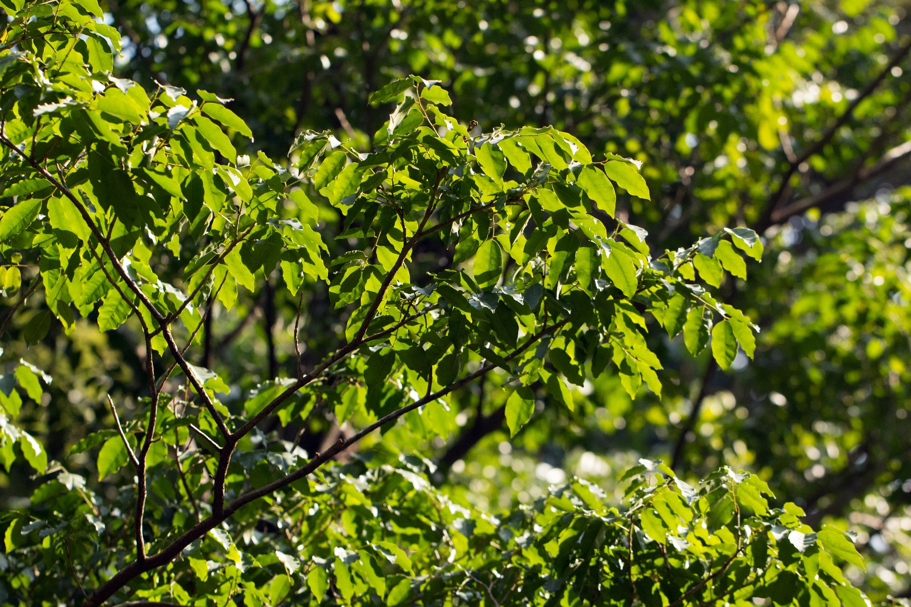 Balsam Peru