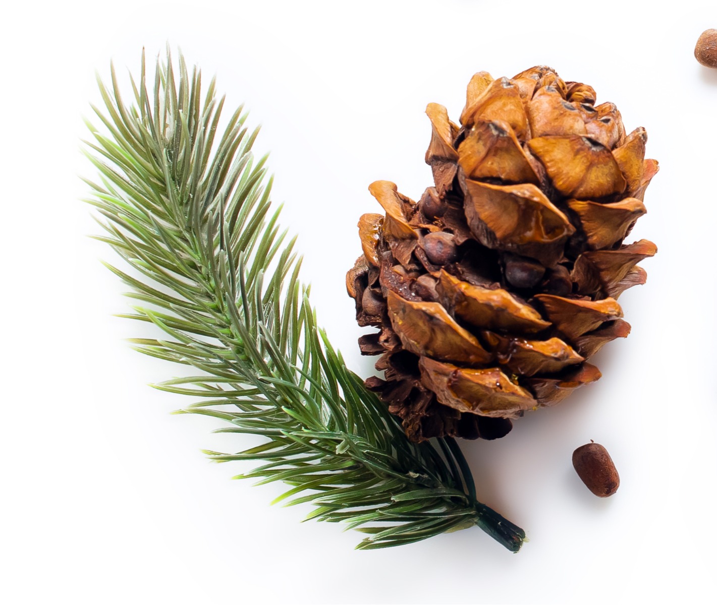 Cedarwood