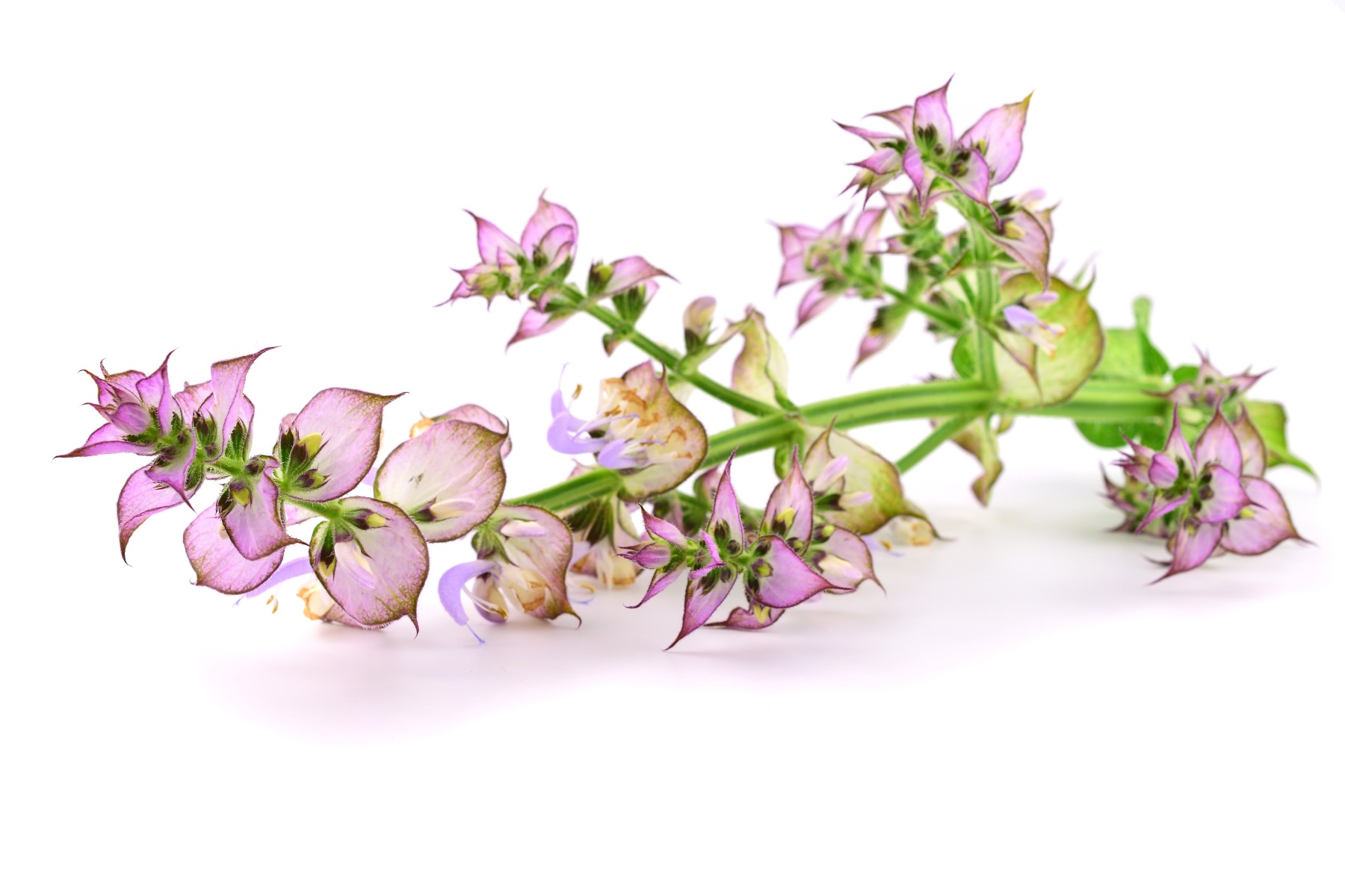 Clary Sage