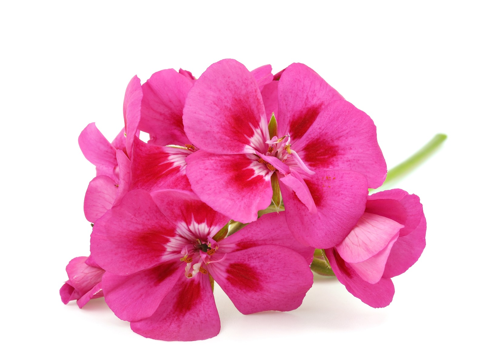 Geranium