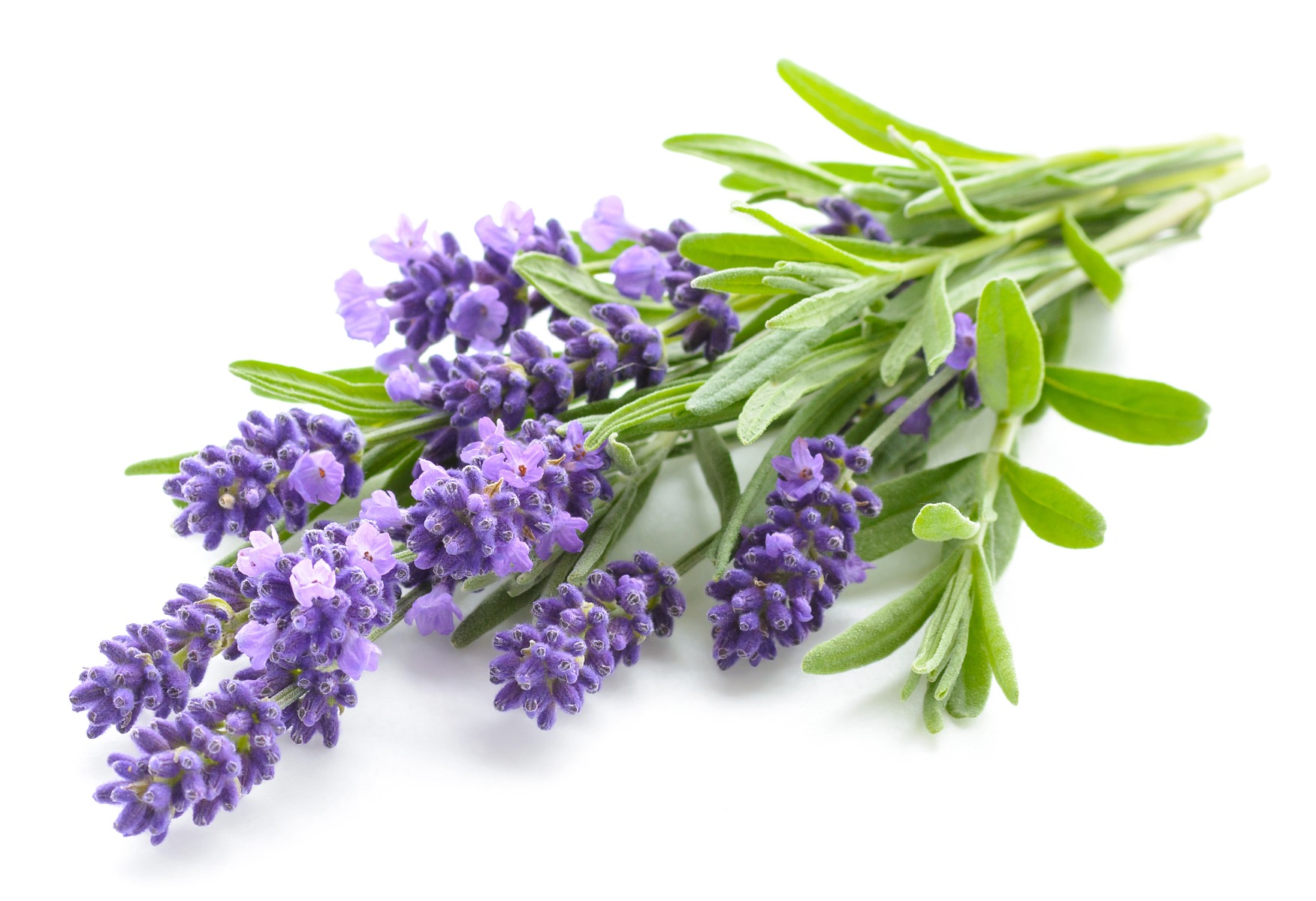 11 Essential Oils: Their Benefits and How To Use Them – Cleveland