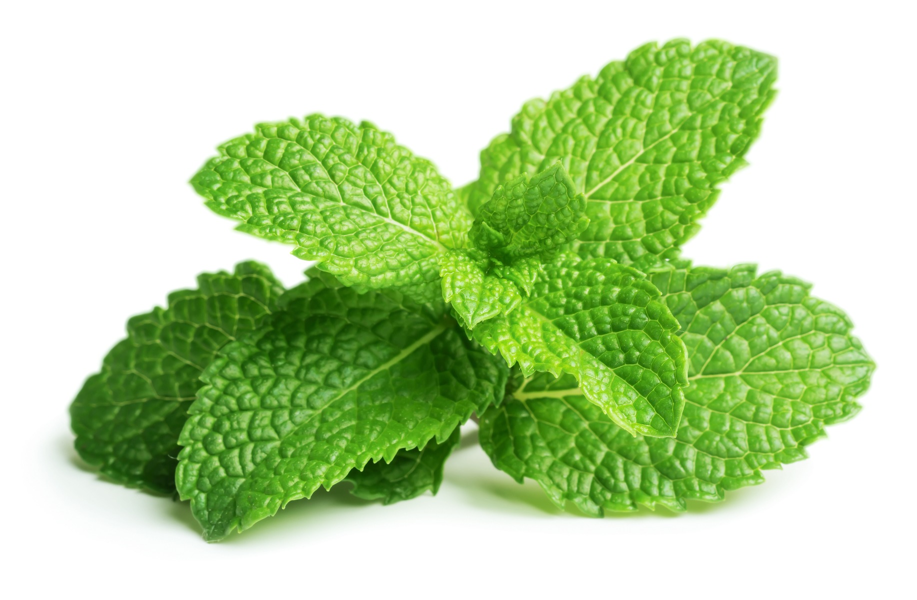 Peppermint