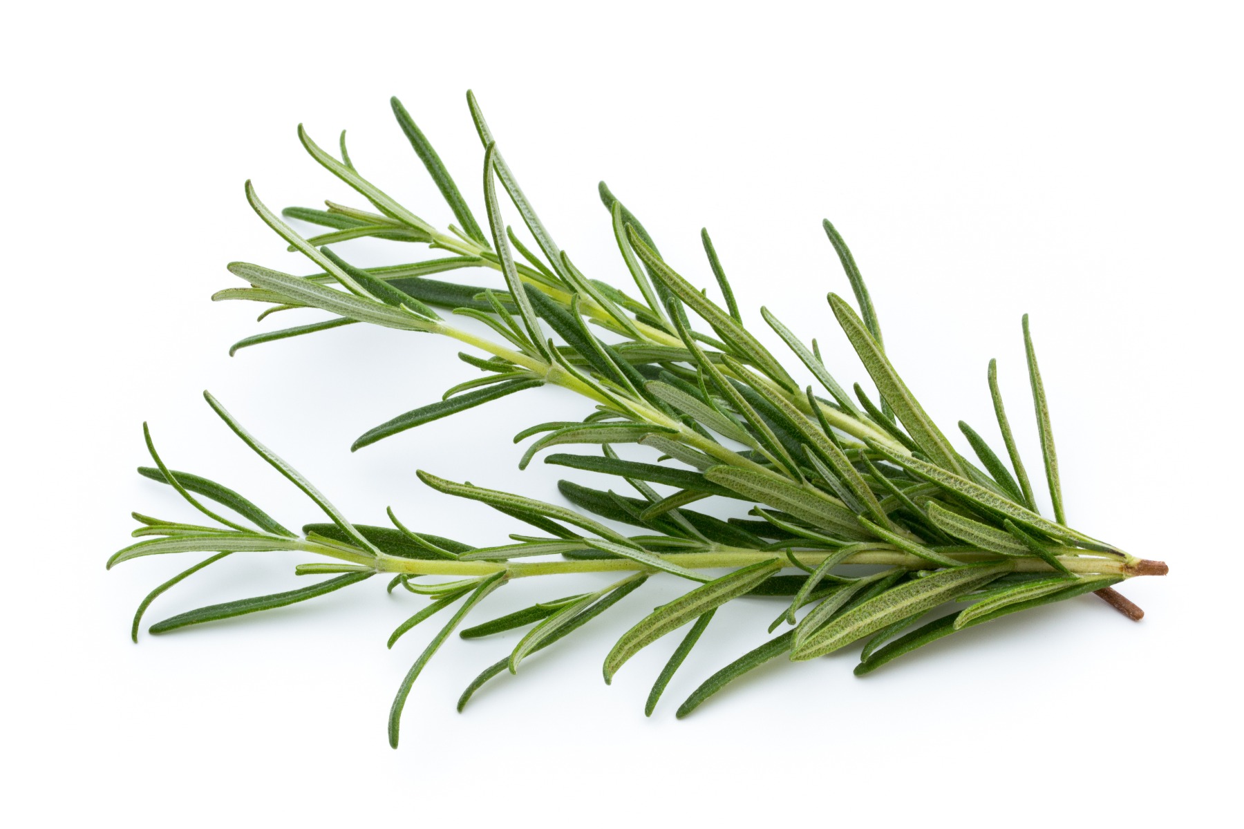 Rosemary