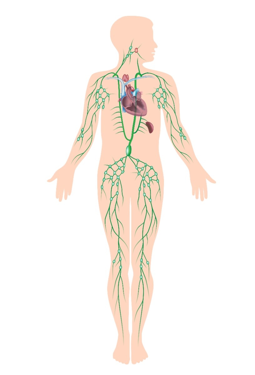 infographic of the lymphatic system