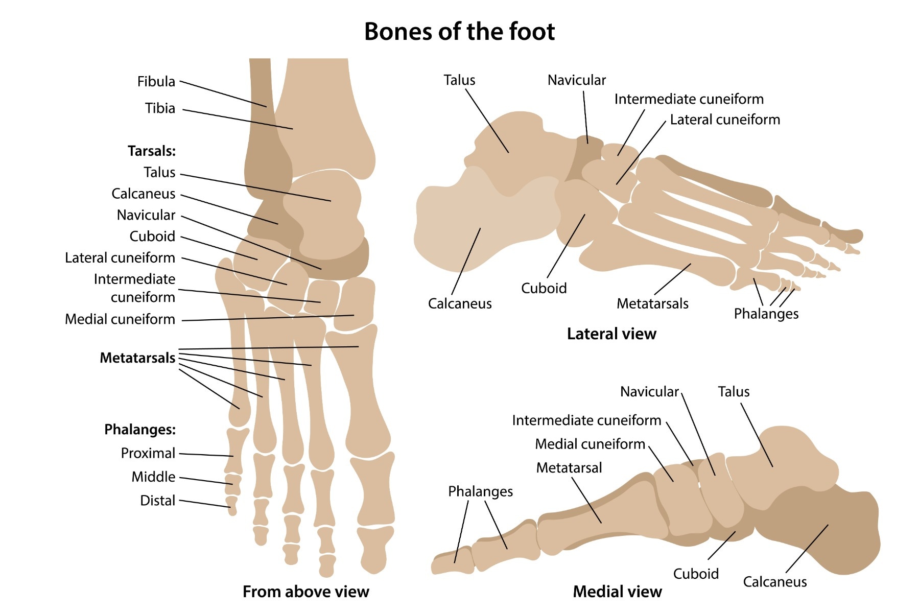 labeled infographic of foot