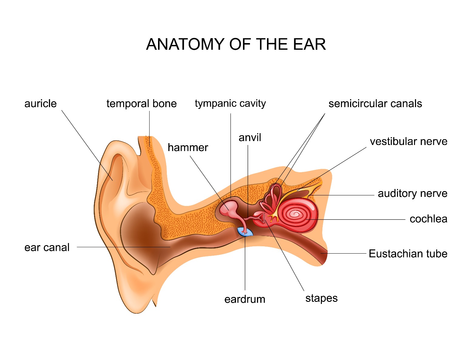 anatomy of the ear