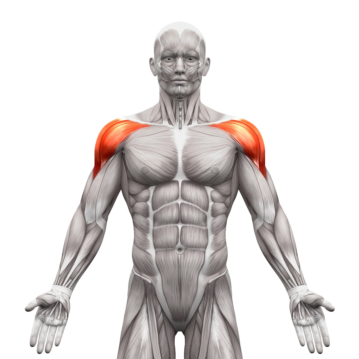 Front anatomy view of shoulder muscles, highlighted in red
