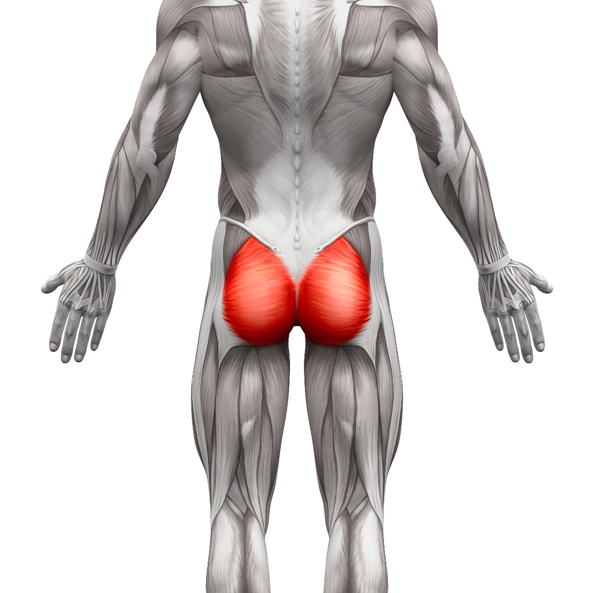 Rear anatomy view of glute muscles, highlighted in red