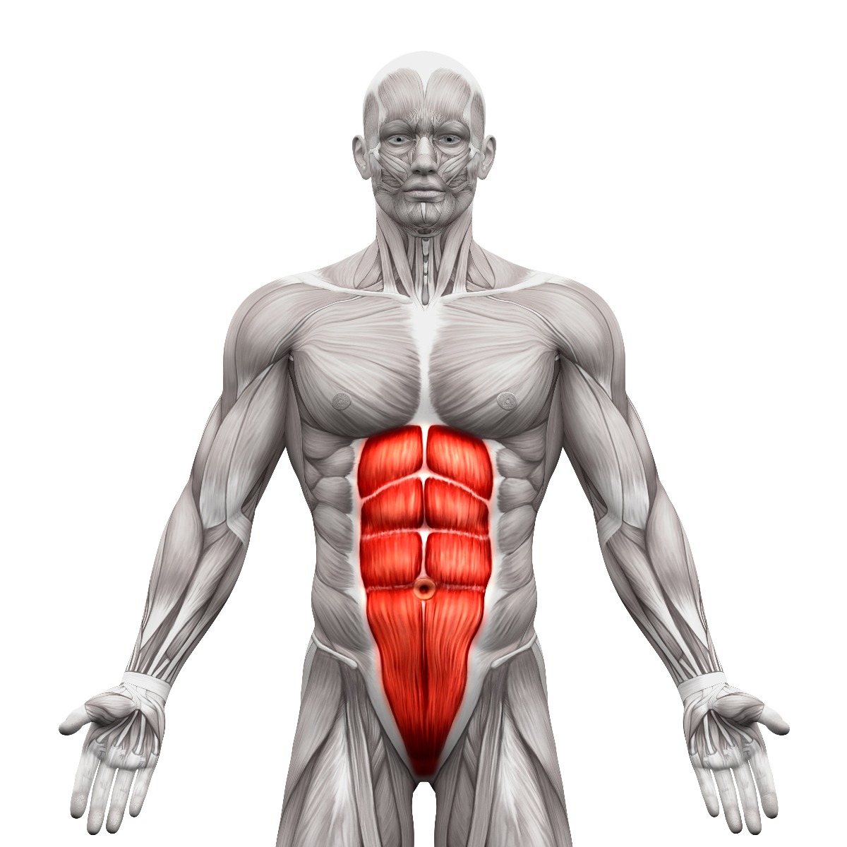 Front anatomy view of ab muscles, highlighted in red