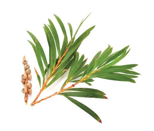 Tea Tree