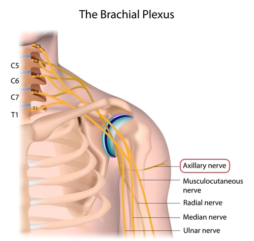 The brachial Plexus
