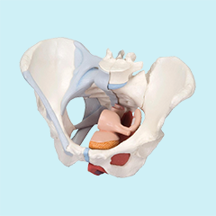 Female Pelvis Models